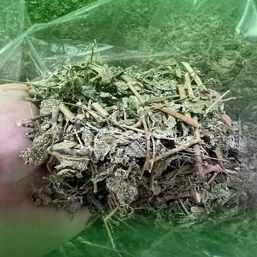 Quy trình phơi sấy chè dây đảm bảo chất lượng tại THAPHACO