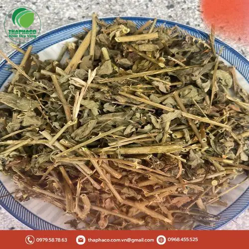 Cách bảo quản cà gai leo khô đúng chuẩn