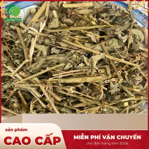Hướng dẫn sử dụng Cà Gai Leo khô đúng cách