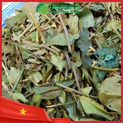 Trà túi lọc chè vằng - Sản phẩm tiện lợi của THAPHACO