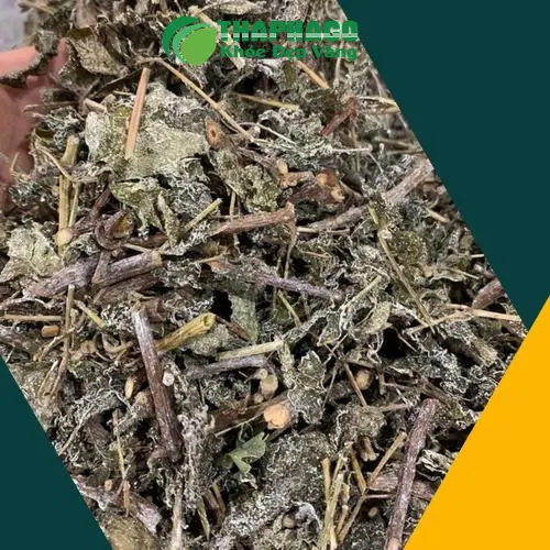 Lưu ý khi sử dụng chè dây để đạt hiệu quả tốt nhất