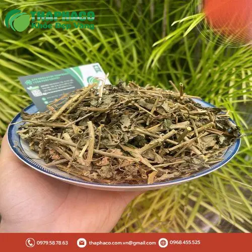 Cây cà gai leo tươi và bộ phận dùng làm thuốc
