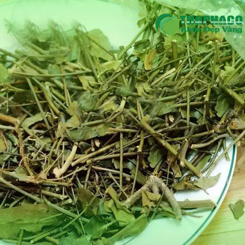 Gói chè vằng khô cao cấp từ THAPHACO