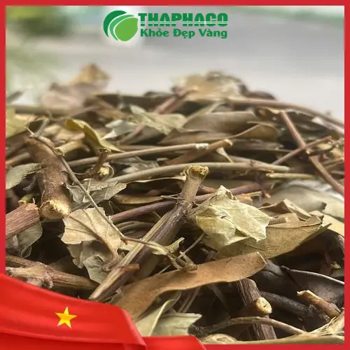 Quy trình sấy khô chè vằng hiện đại giữ trọn dược chất