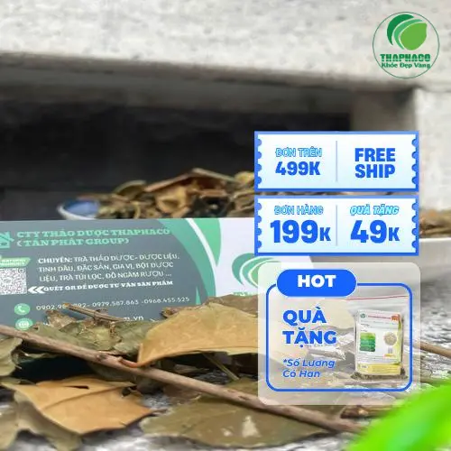 Lá chè vằng sấy khô tự nhiên