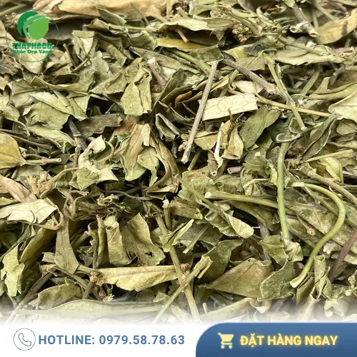 Thành phẩm trà dây thìa canh khô sẵn sàng sử dụng