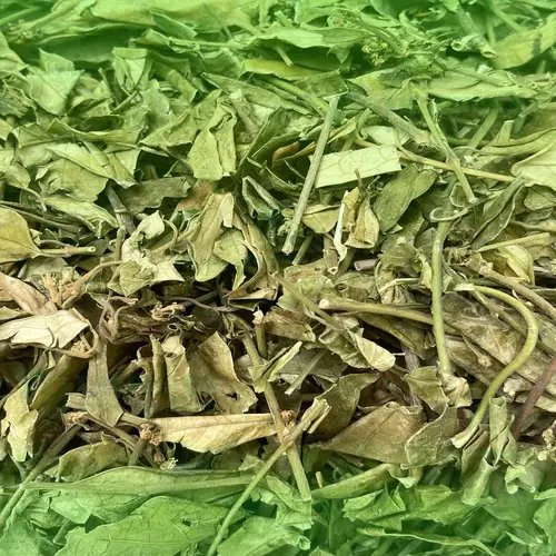 Dây thìa canh THAPHACO dùng làm trà thảo dược
