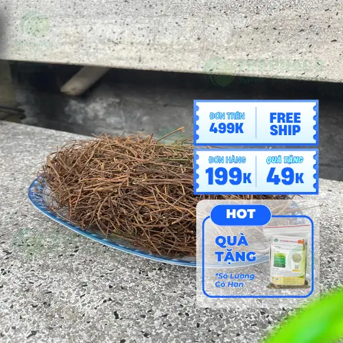 Dây tơ hồng cần được sử dụng đúng cách và liều lượng