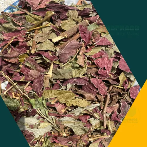Lá đơn đỏ phơi khô chuẩn bị làm trà