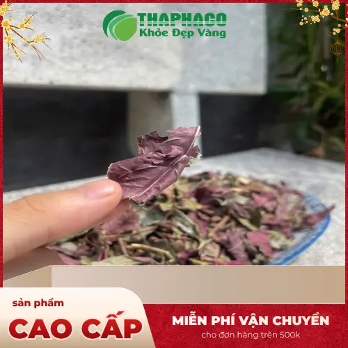 Quy trình sấy khô lá đơn đỏ hiện đại tại THAPHACO