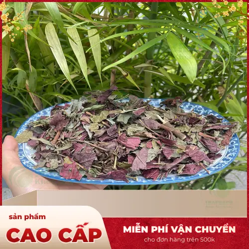 Công dụng của lá đơn đỏ sấy khô