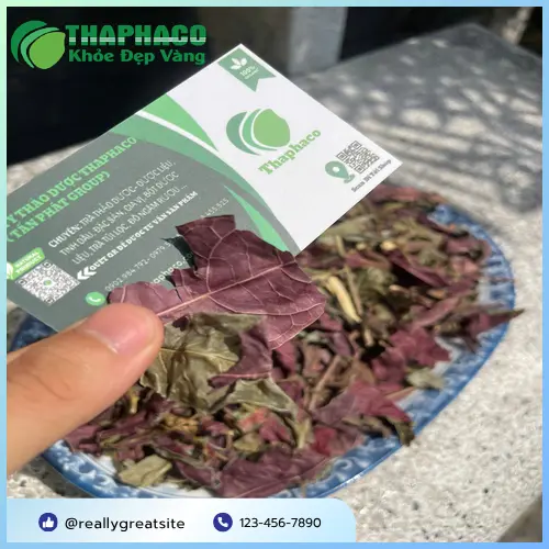 Hướng dẫn bảo quản lá đơn đỏ để giữ dược tính tốt nhất