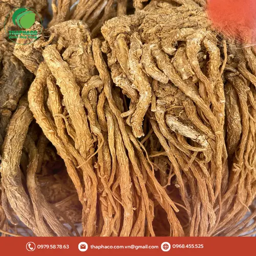 Đương quy khô nguyên củ và thái lát chất lượng