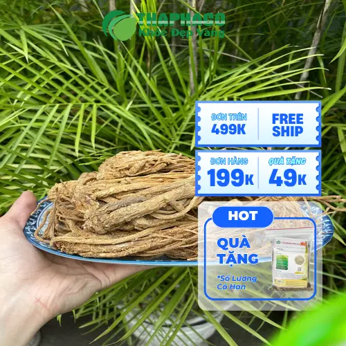 Đương quy khô chất lượng cao từ THAPHACO