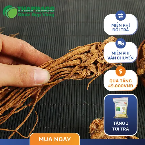 Sản phẩm Đương quy chất lượng cao của THAPHACO