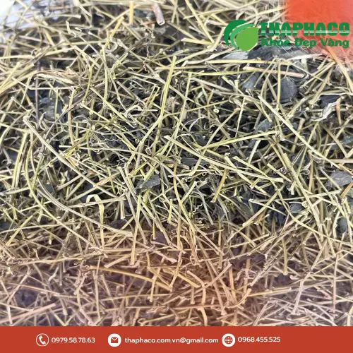 Giảo cổ lam tươi và sấy khô chất lượng cao từ THAPHACO