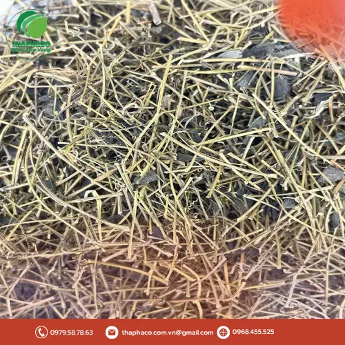 Quy trình sấy khô giảo cổ lam tại THAPHACO đảm bảo chất lượng