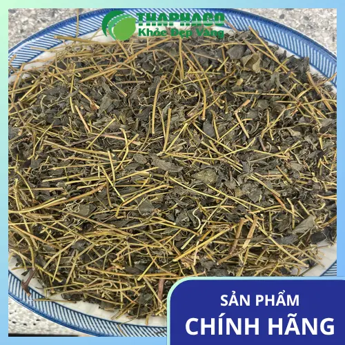 Giảo Cổ Lam THAPHACO - Chất lượng và ưu đãi vượt trội