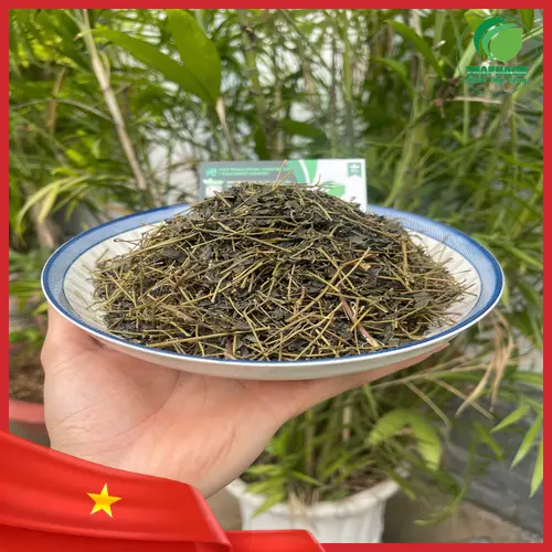 Giảo cổ lam đóng gói theo tiêu chuẩn của THAPHACO