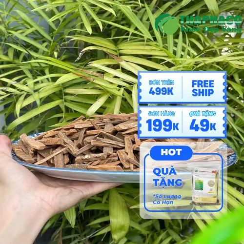 Hậu phác nguyên vỏ sấy khô tại THAPHACO