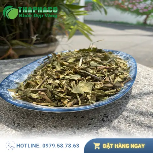 Lá Hoàn Ngọc tươi dùng làm thuốc