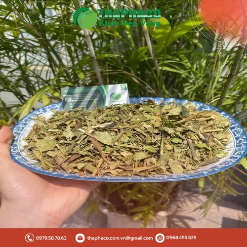 Uống trà hoàn ngọc đều đặn để đạt hiệu quả giảm cân và thanh lọc cơ thể.