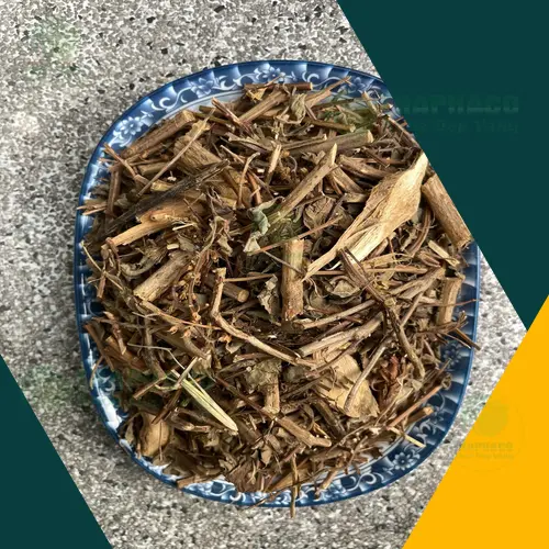 Cây hương nhu - thảo dược quý trị rụng tóc