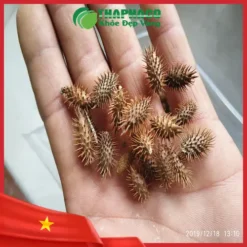 1kg Ké Đầu Ngựa Sấy Khô Giá Bao Nhiêu? Đánh Giá Chất Lượng