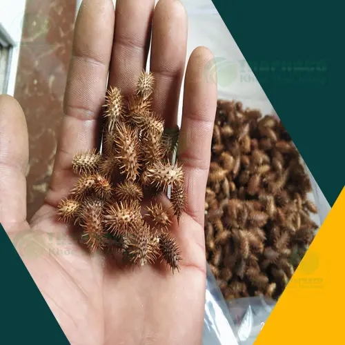 Các sản phẩm từ ké đầu ngựa THAPHACO đa dạng, trà thảo dược chăm sóc sức khỏe