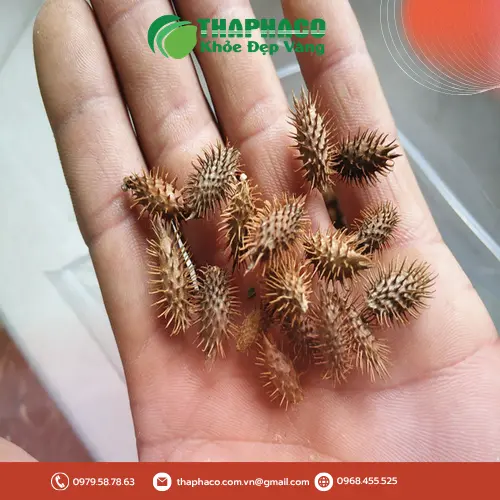 Sản phẩm ké đầu ngựa khô của THAPHACO
