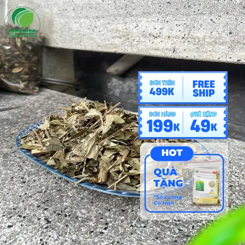 Hình ảnh cây Khổ Sâm tươi
