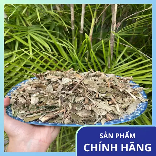 Khổ sâm khô THAPHACO chuẩn bị pha trà