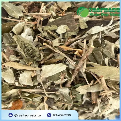 Cách bảo quản Khổ Sâm khô THAPHACO đúng cách