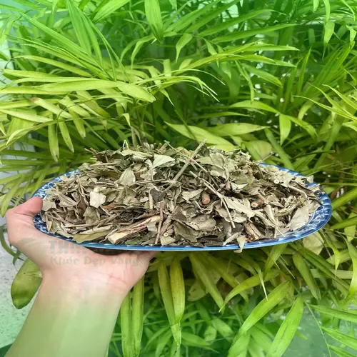 Dược sĩ THAPHACO kiểm tra chất lượng Khổ Sâm