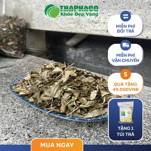Pha trà khổ sâm đúng cách