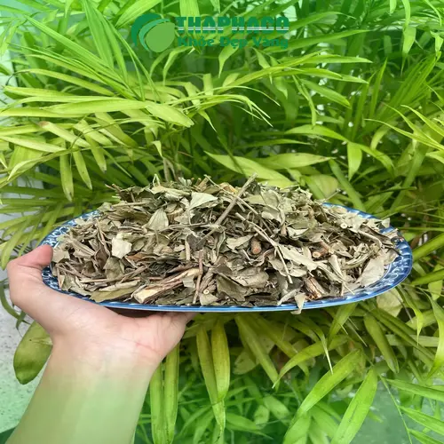 Khổ Sâm được dùng trong nhiều bài thuốc