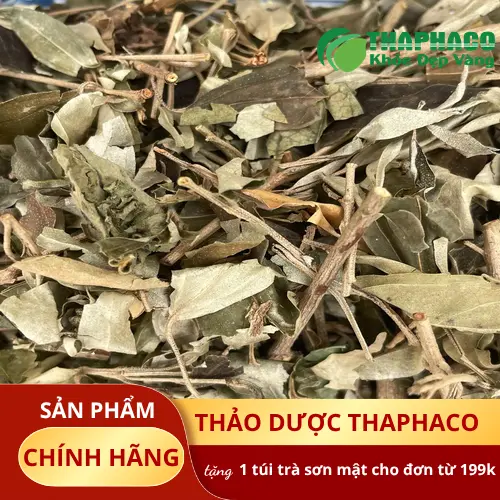 Uống trà khổ sâm mỗi ngày