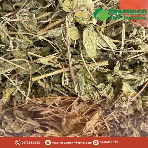 Lá bạc hà tươi xanh mướt, nguyên liệu chất lượng cao