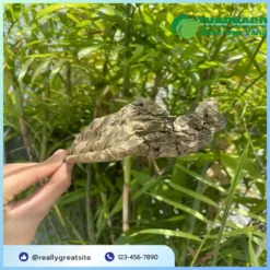 Giá 1kg Lá Khôi Tía Sấy Khô? Báo Giá Chuẩn Từ THAPHACO