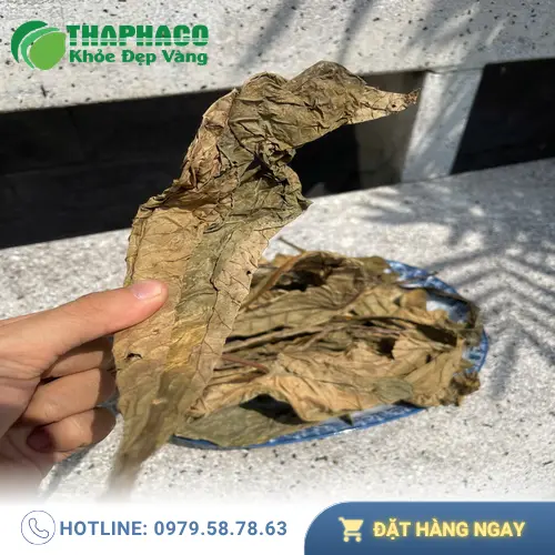 Lá khôi tía khô nguyên chất THAPHACO