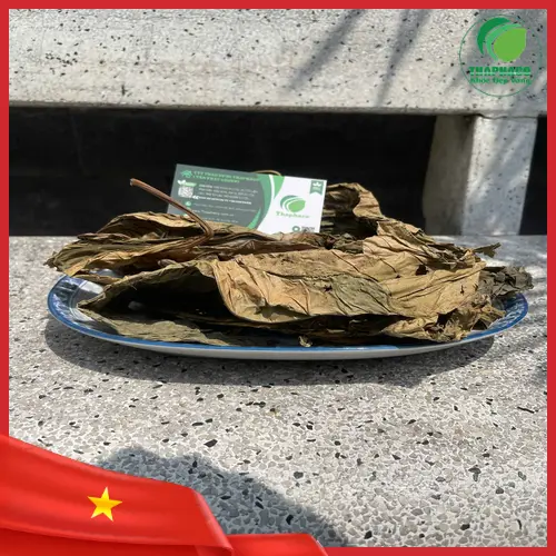 Hình ảnh tổng quan cây Lá Khôi Tía
