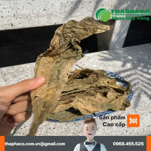 Mua lá khôi tía tại TP.HCM