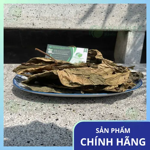 Lá khôi tía pha trà thảo dược hỗ trợ sức khỏe