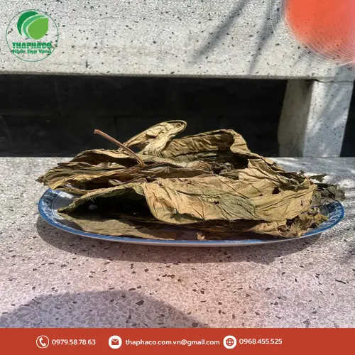Hình ảnh so sánh mặt dưới Lá Khôi Tía và Lá Khôi Nhung