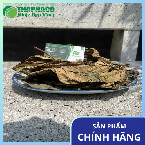Bảo quản lá khôi tía sấy khô đúng cách để giữ dược tính
