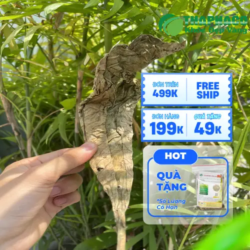 Sản phẩm lá khôi tía đóng gói tiện lợi từ THAPHACO