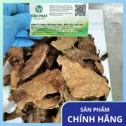 Đại lý phân phối sỉ lẻ cây móp gai tại TP.HCM