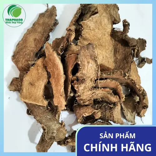 Hình ảnh cây móp gai tự nhiên với lá và thân có gai
