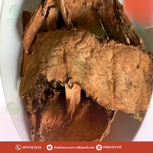 Người bệnh gan đang thảo luận với bác sĩ về việc sử dụng dược liệu