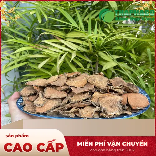 Móp gai sấy khô THAPHACO - nguyên liệu trà thảo mộc